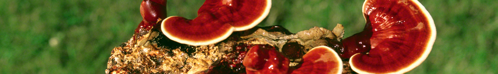 hongo reishi